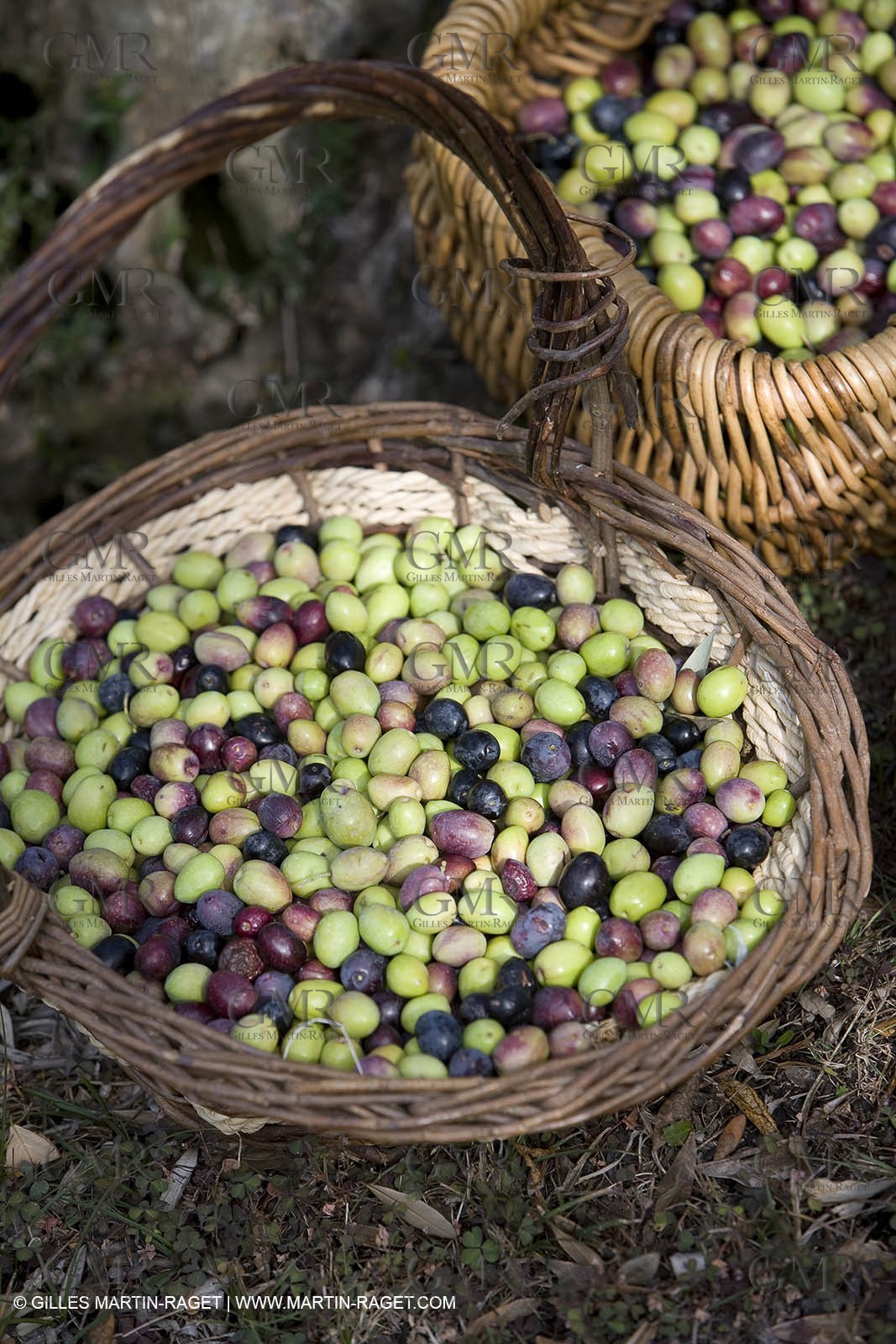 28 10 2007 - Saint Rémy de Provence (FRA, 13)- Olives harvest at  Vallon Raget
