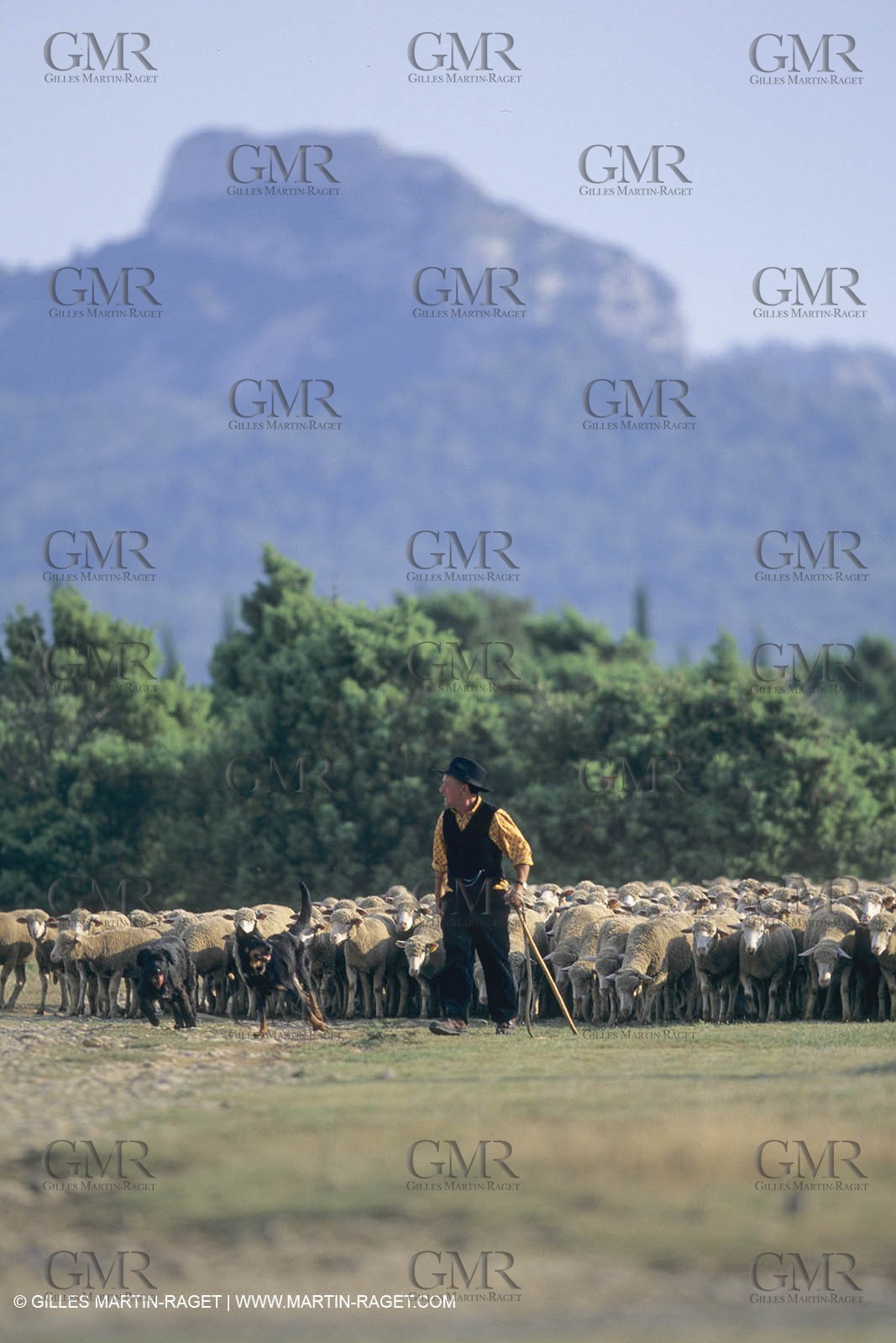 France, Provence, Moutons, bergers, élevage, transhumance