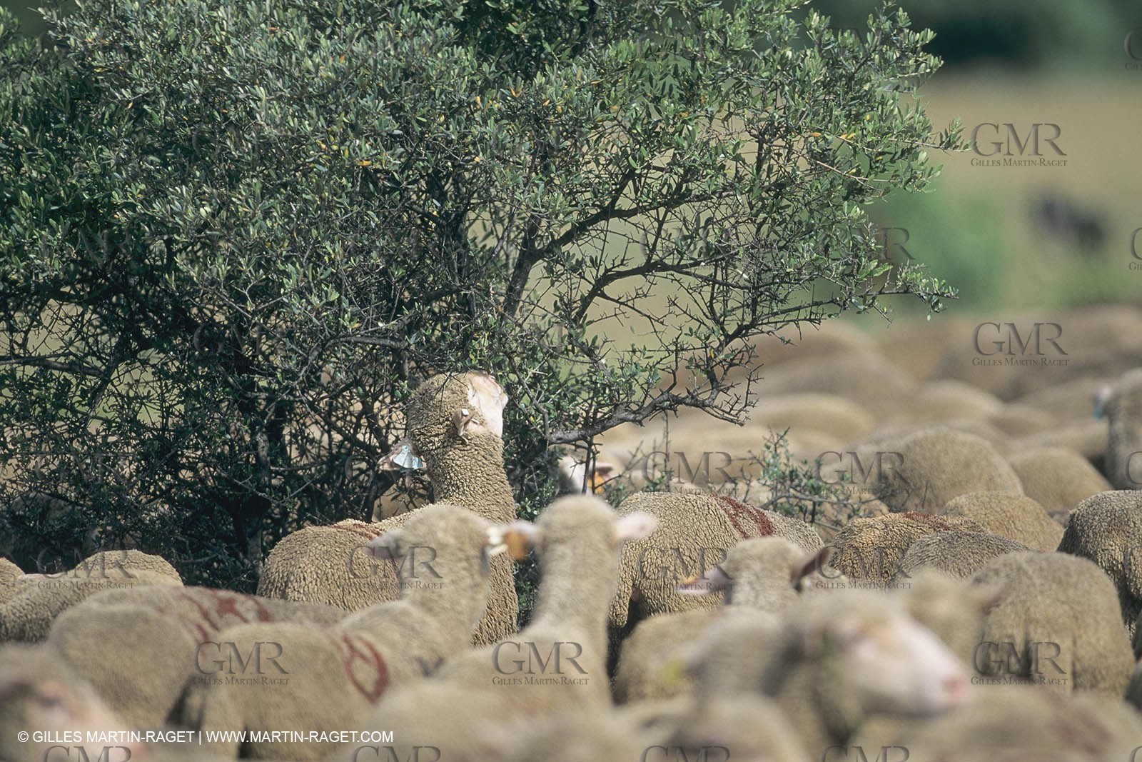 France, Provence, Moutons, bergers, élevage, transhumance