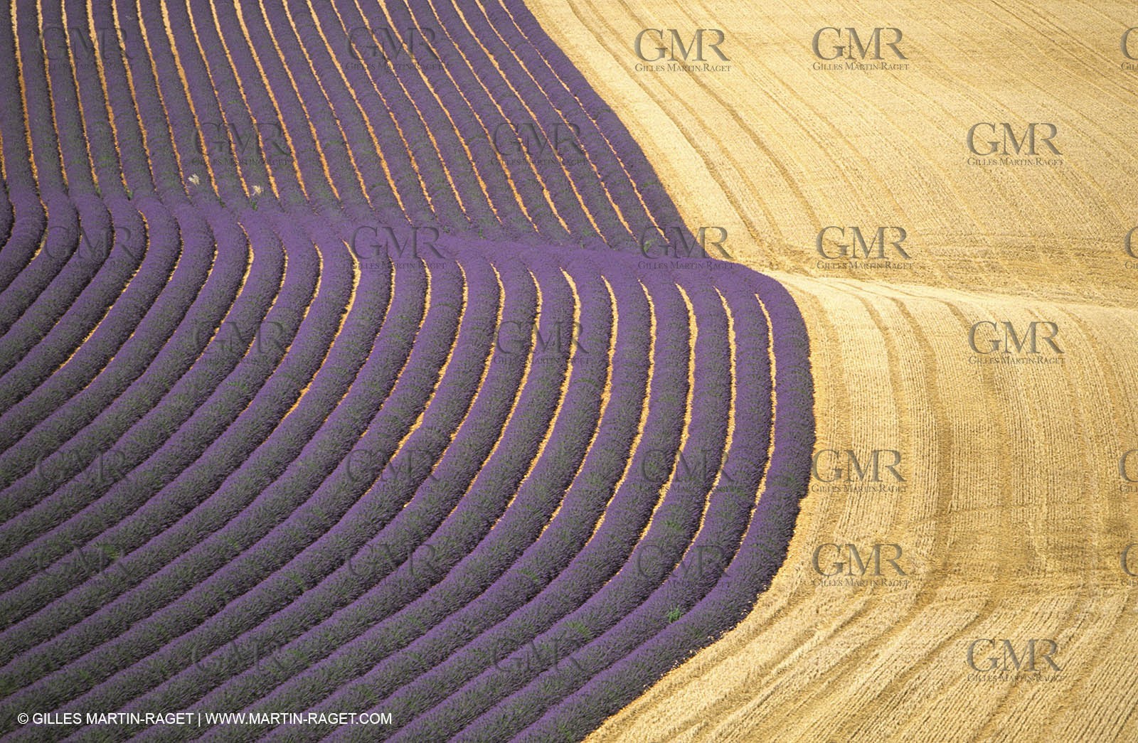 Juin 2005, Valensole (FRA,04) - Lavander fields