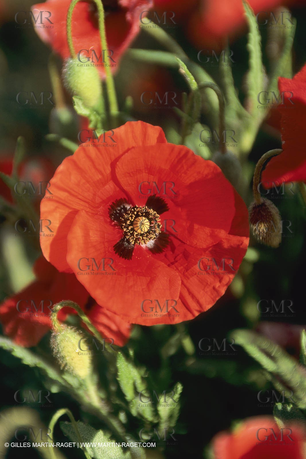 France, Provence, Champs de Coquelicots   Poppies fields