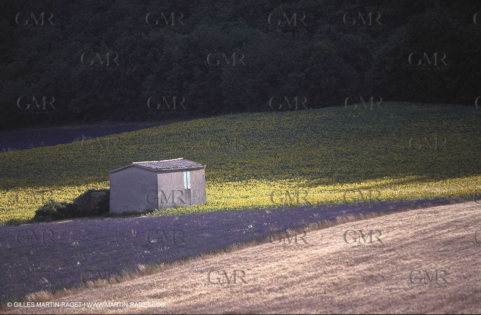 Cant, lavander and sunflowers