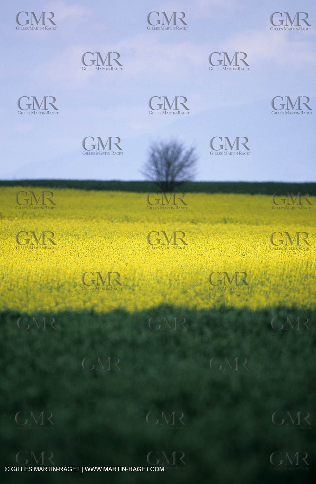 Alpilles (FRA,13), Rape fields
