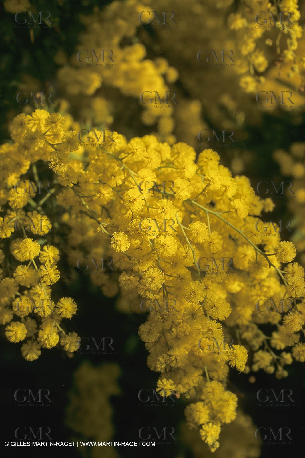 France, Provence, Arbres fruitiers en fleur   Spring bloom