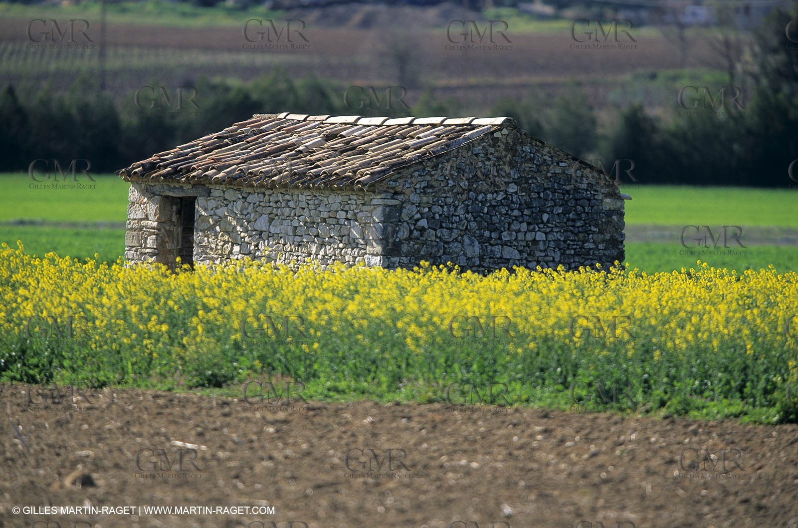 Alpilles (FRA,13), Rape fields