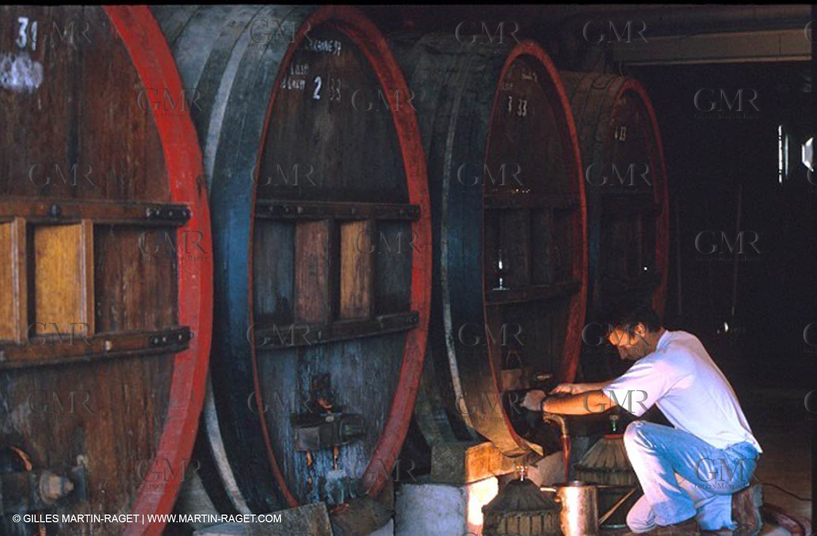 Wine - vineyards - Harvest