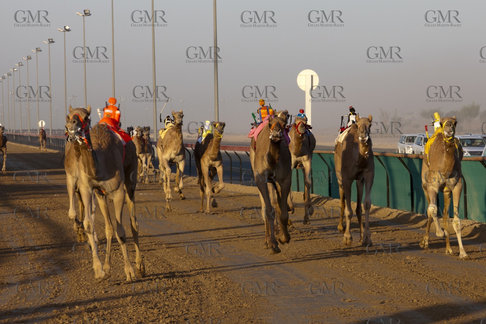 20 11 2010 - Dubai (UAE) - Camel races