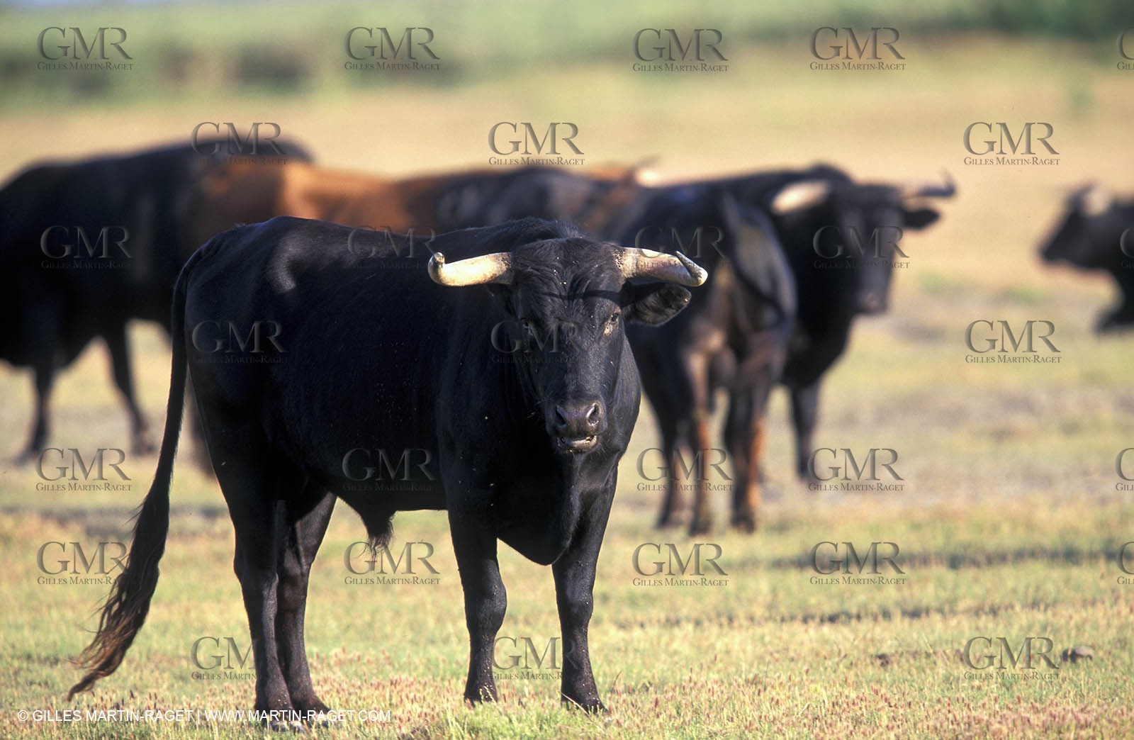Taureaux de Camargue