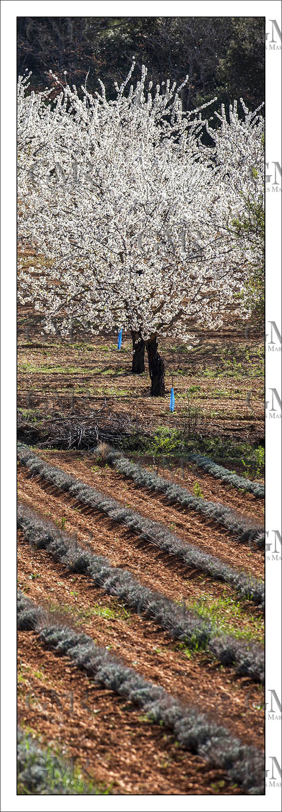 Product: in house made quality print on 8 ultrachome colors Epson ink Jet printer.Available sizes: . 20x 60 cm. 33 x 95 cm. 52 x 150 cmAvailable papers: . Standard 250 gr glossy paper print, black streak, white margin, no signature. Top quality glossy 290 gr. paper, black streak, white margin, checked and signed by the author. Fine Art print (signed, numbered, stamped, registered) on demand. Other supports (Canvas, Acrylic, Metal) on demandPackaging: cylindric reinforced tubeShipping options: regular mail or Shipping companyClick on the basket icon to select your options and start the online ordering process