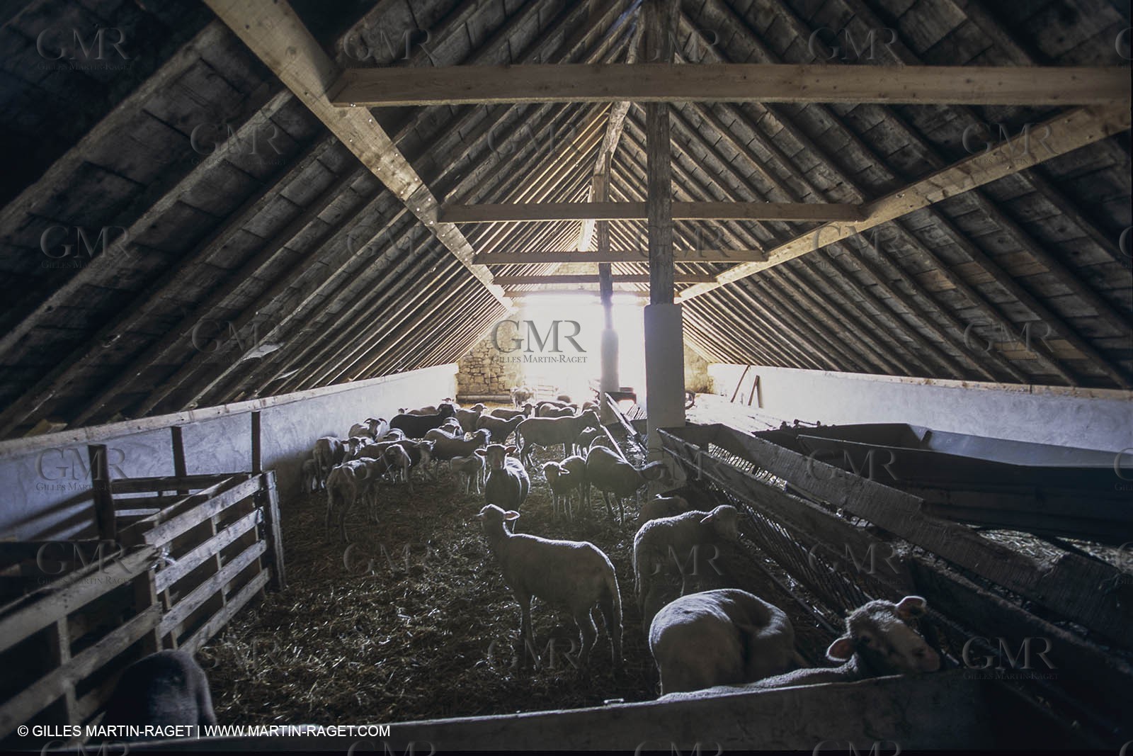 France, Provence, Camargue, Elevage de moutons, sheep breeding