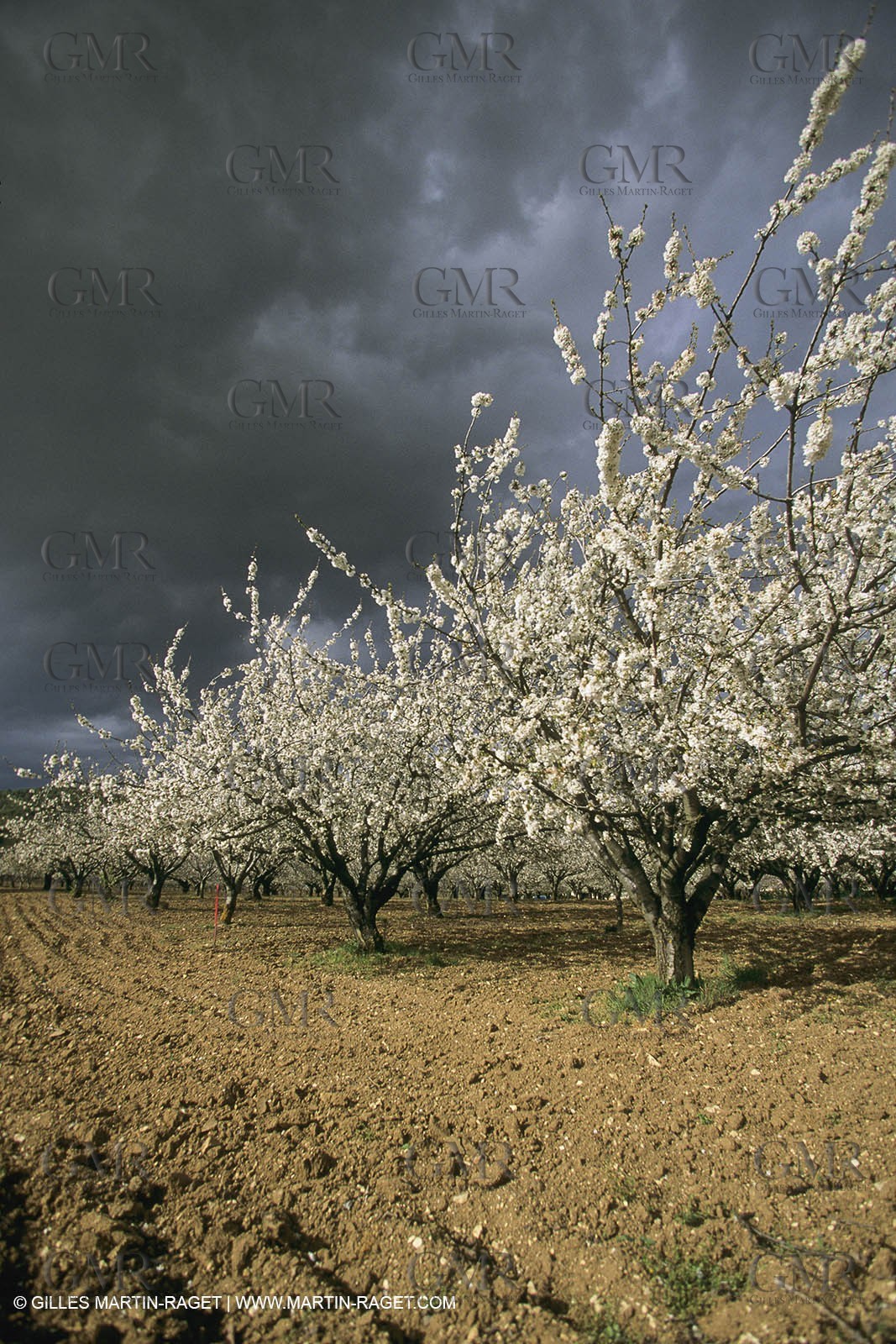 France, Provence, Arbres fruitiers en fleur   Spring bloom