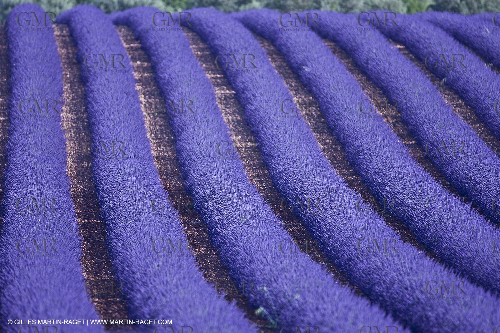 27 06 2011 - Valensole (FRA, 04) - Lavander fields