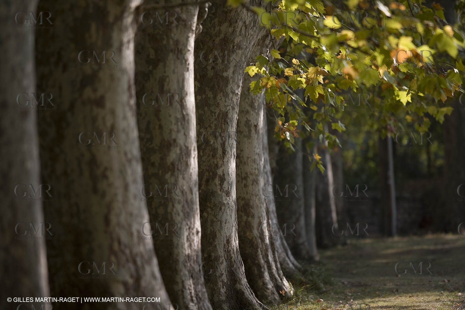 28 10 2007 - St Rémy de Provence (FRA,13) - Chateau des Alpilles