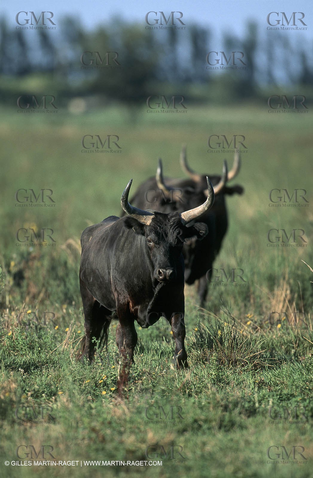 Camargue bulls