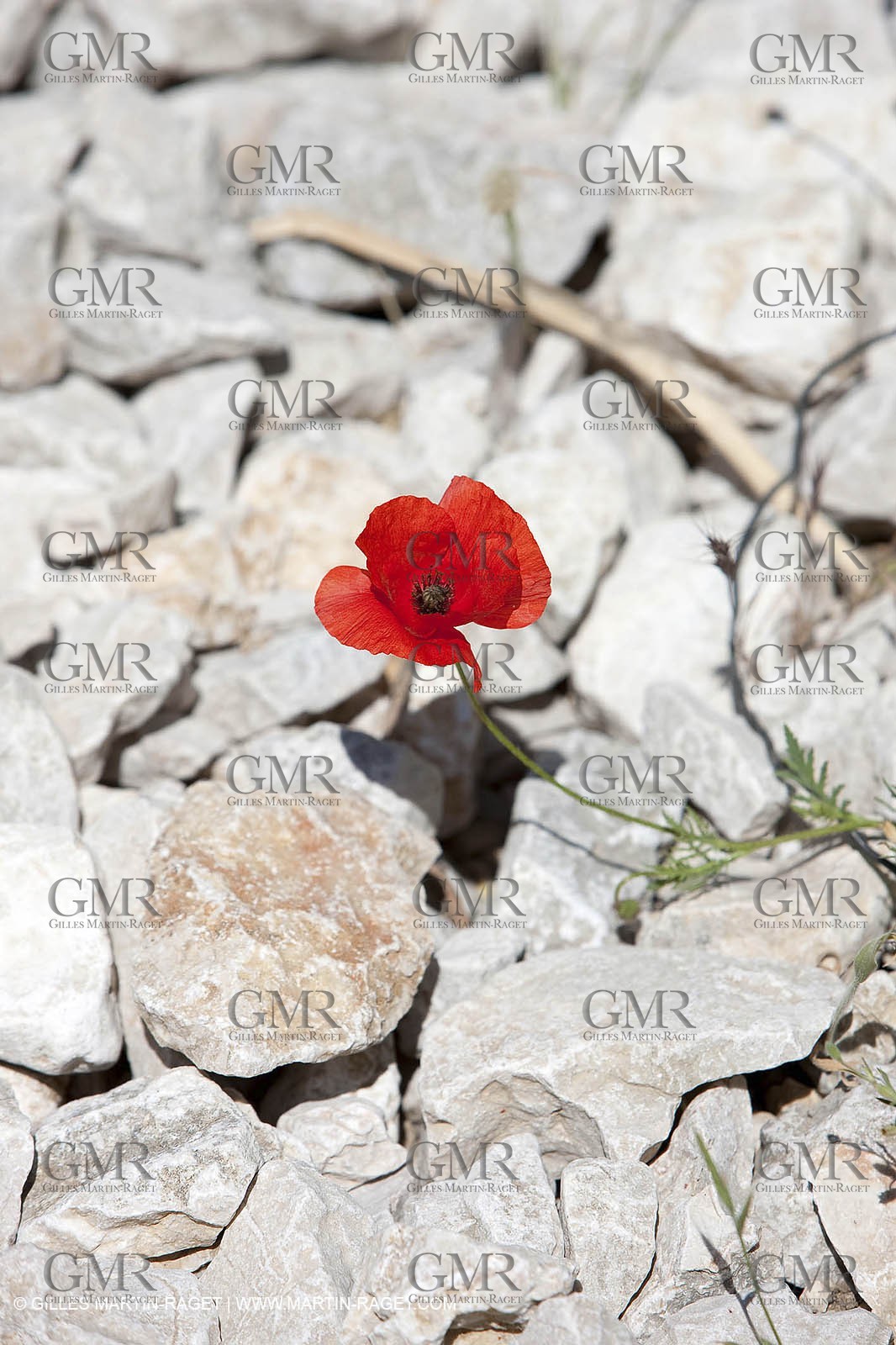 27 05 2009 - Marseille (FRA, 13) - Les Calanques - Sormiou