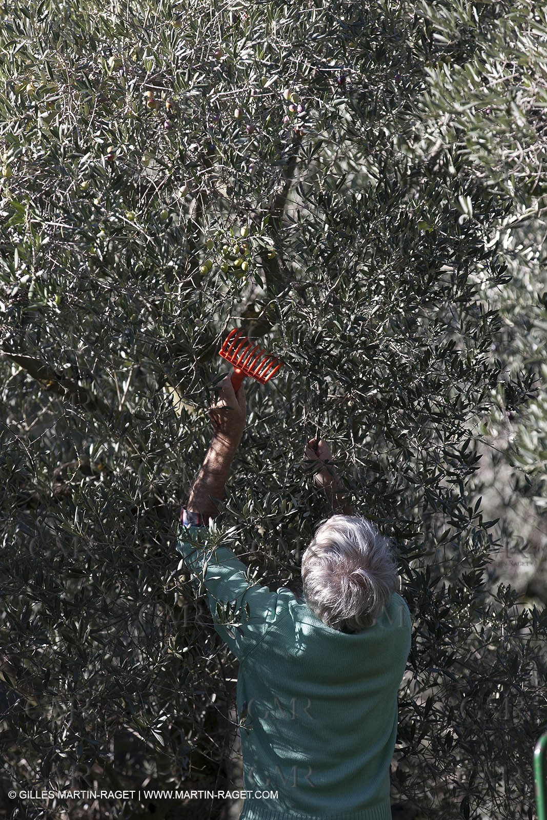 7 11 2012 - Saint Etienne du Grès (FRA,13, Alpilles) Olive harvest at Vallon Raget