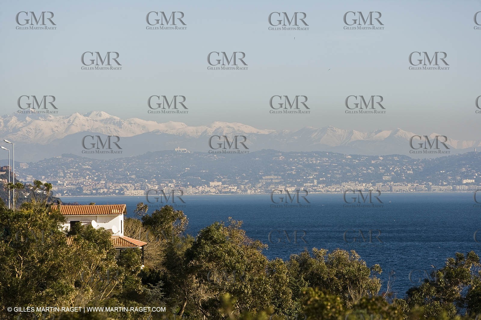 06 02 2008 - Théoule sur mer (FRA, 06) - Mimoses in full flower