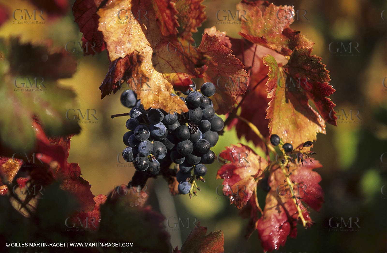 Wine - vineyards - Harvest