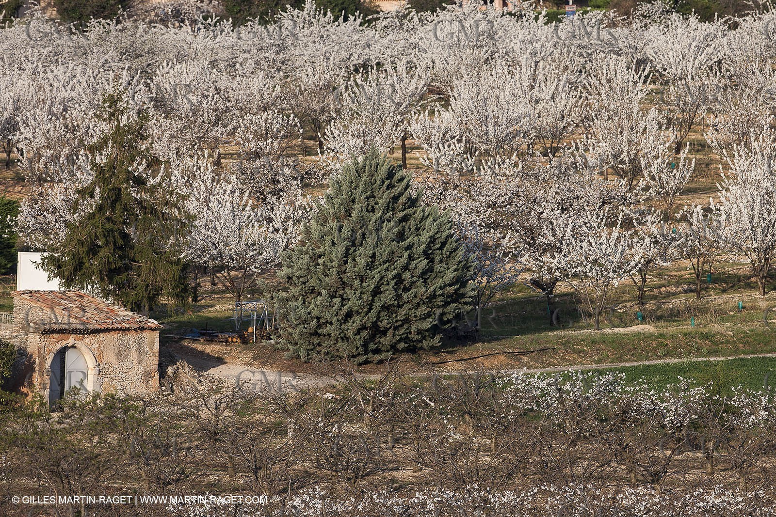 March 30th 2012 - Saint Saturnin les Apt (FRA, 84) - blooming cherry trees