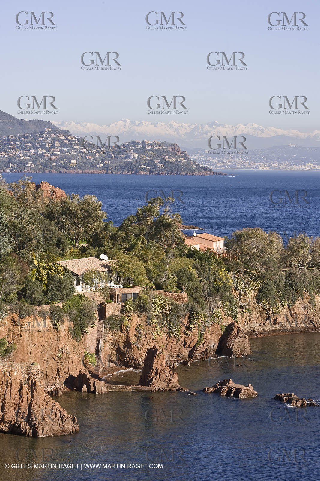 06 02 2008 - Théoule sur mer (FRA, 06) - Mimoses in full flower