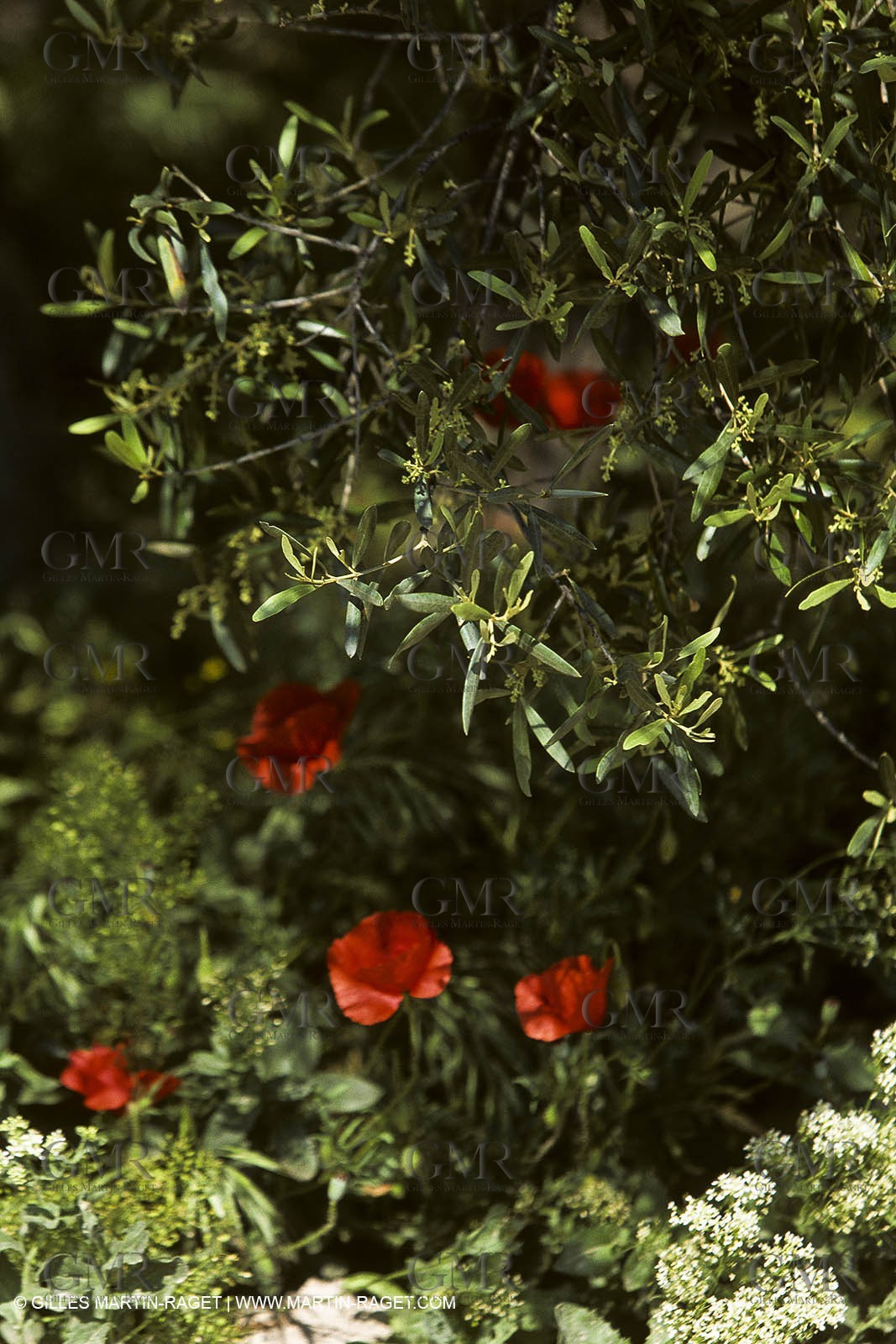 France, Provence, Oliviers, oliveraies, olive trees