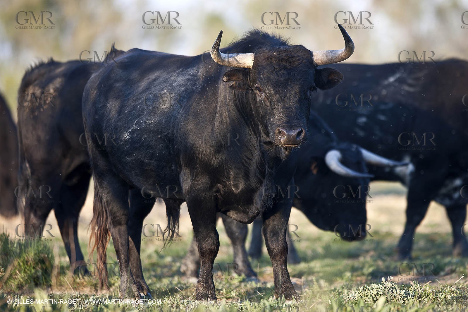 19 04 2011 - Arles (FRA,13) - Bullfight toros in Camargue
