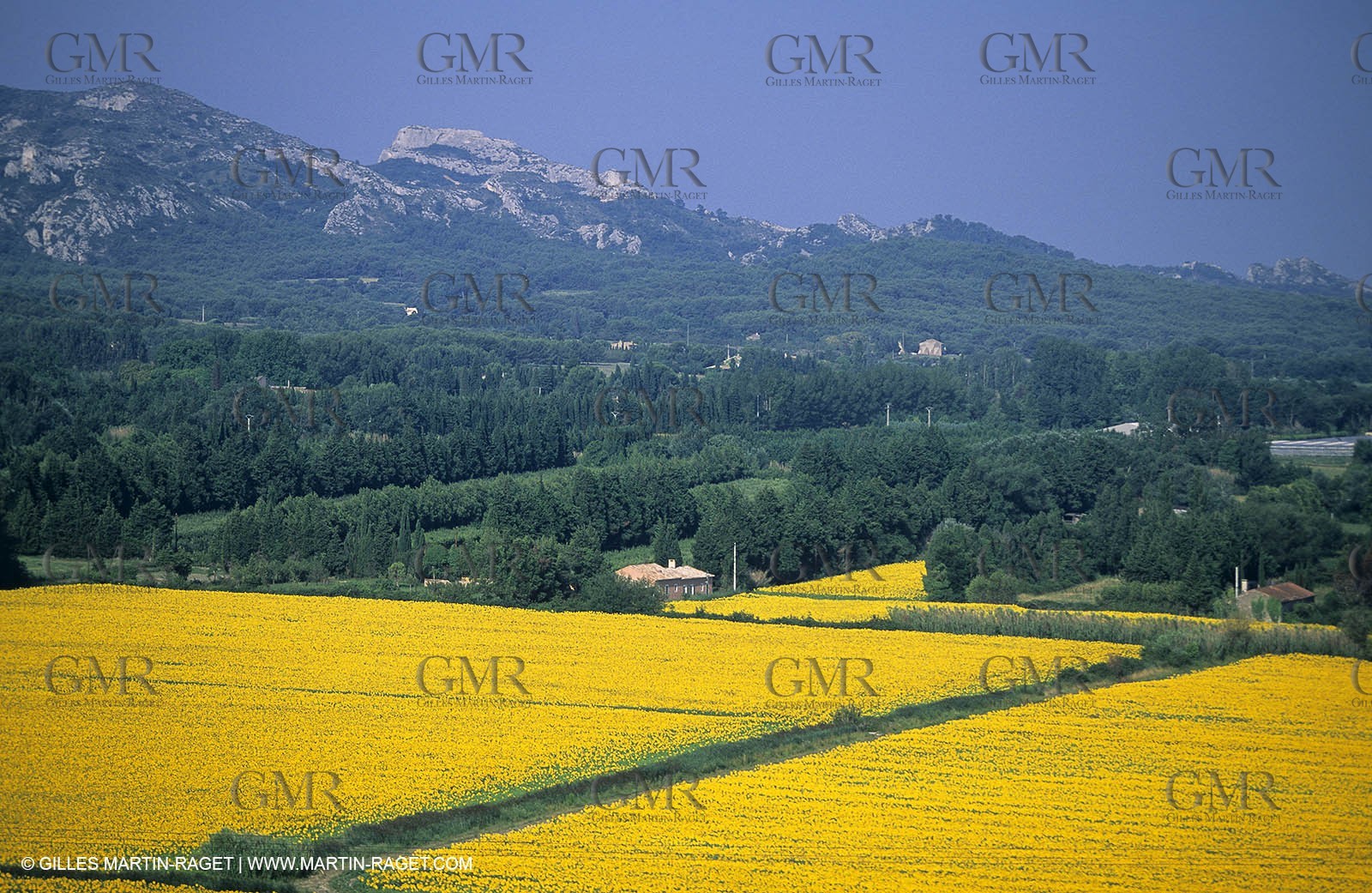 Alpilles (FRA,13) - Sunflower fields