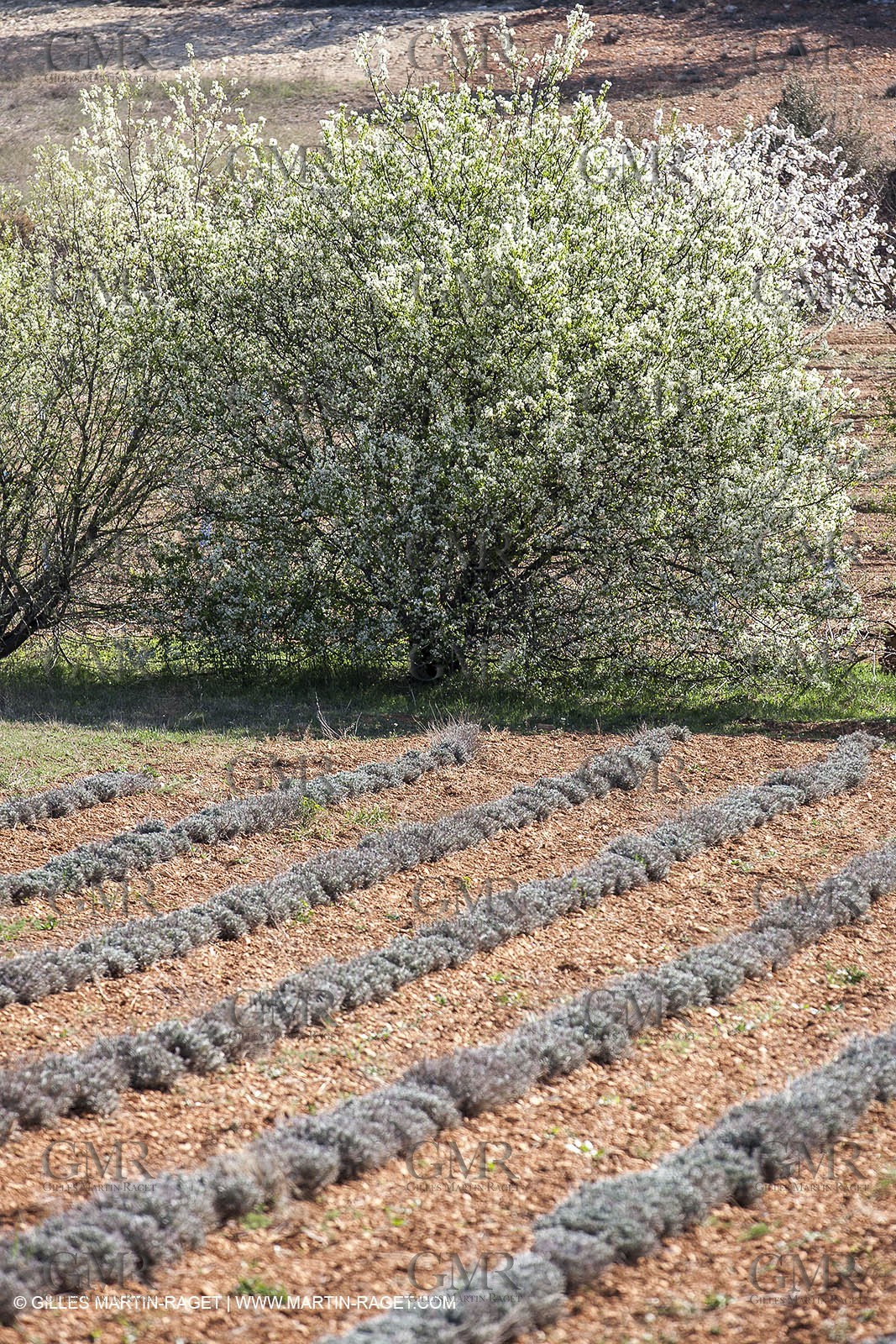 March 30th 2012 - Saint Saturnin les Apt (FRA, 84) - blooming cherry trees