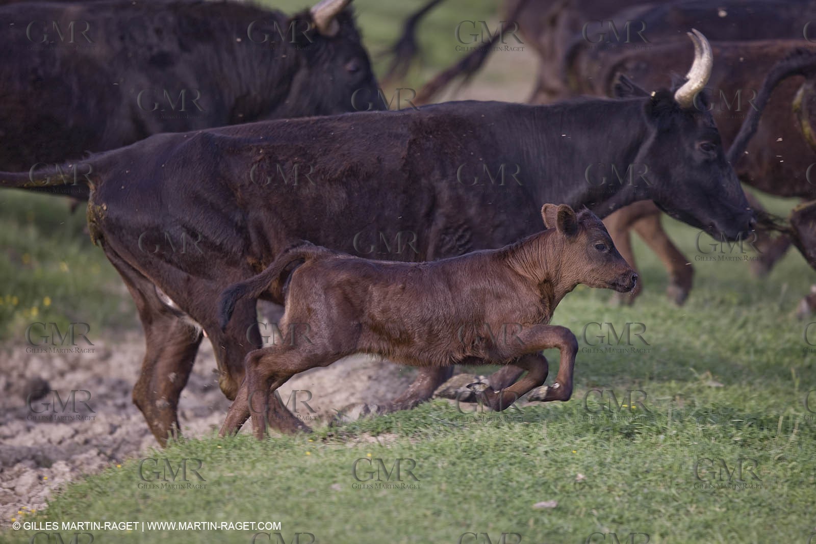 07 05 2008 - Le Cailar (FRA,30) - Stock work at Mas du Pont de Laute domain