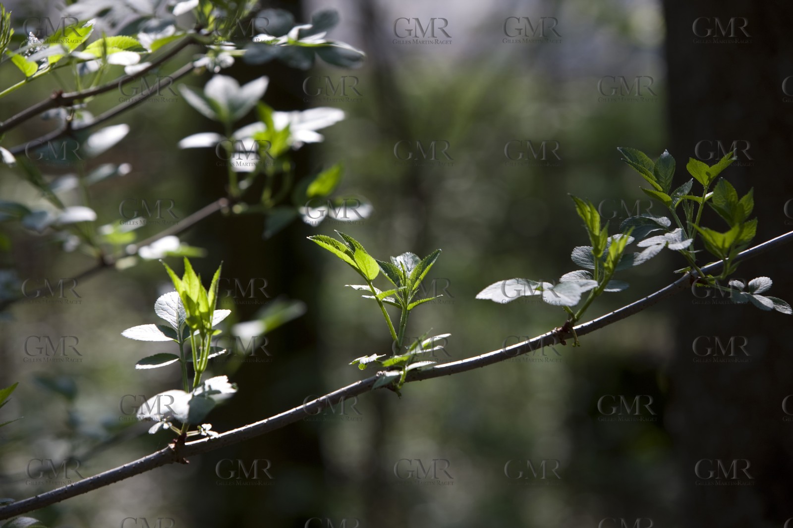 27 04 2010 - Gmunden (Lake Traunsee, Austria) - RC44 World Championship 2010 - BMW ORACLE Racing - Training
