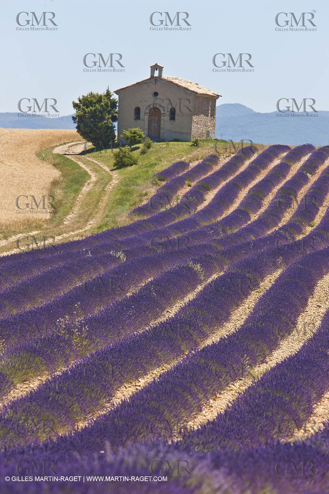 27 06 2011 - Entrevennes (FRA, 04) - Lavander fields
