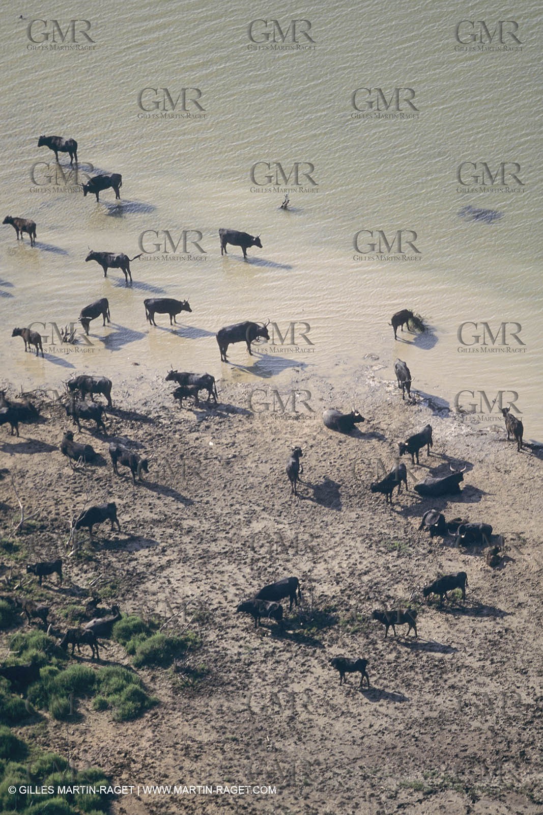 France, Provence, Camarggue, Taureaux de Camargue, bulls