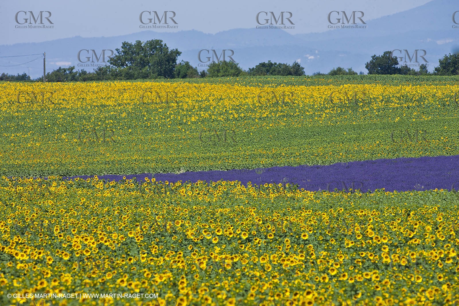 27 06 2011 - Valensole (FRA, 04) - Lavander fields