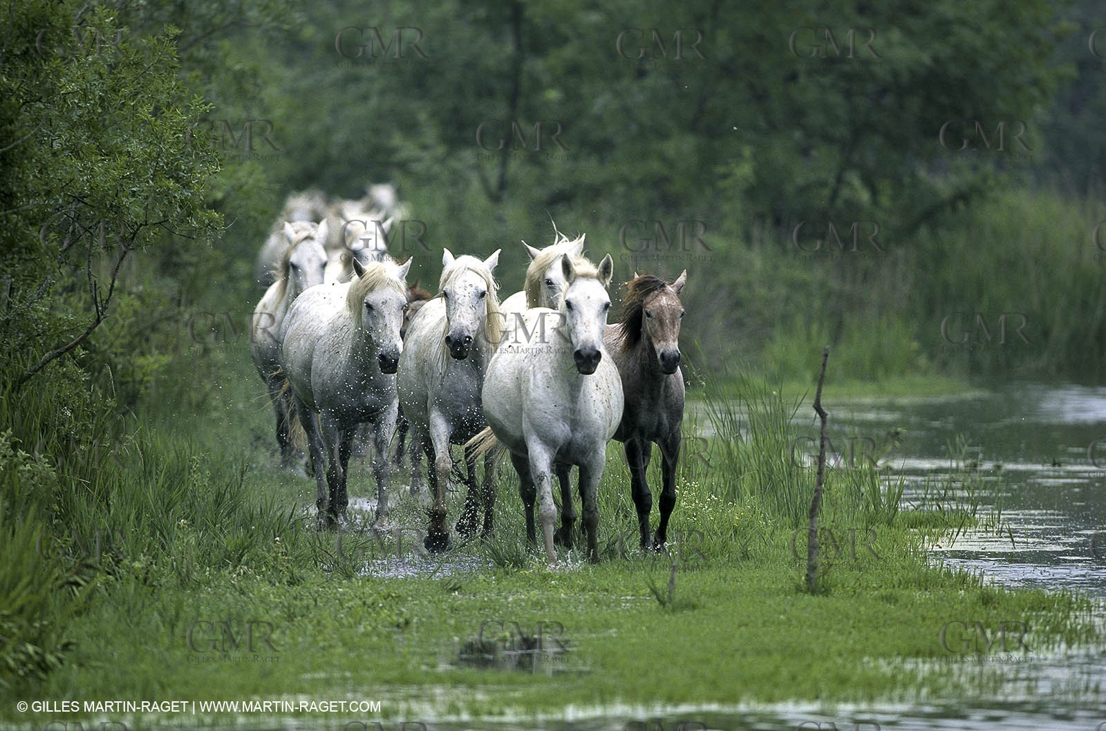 Camargue (FRA,13)