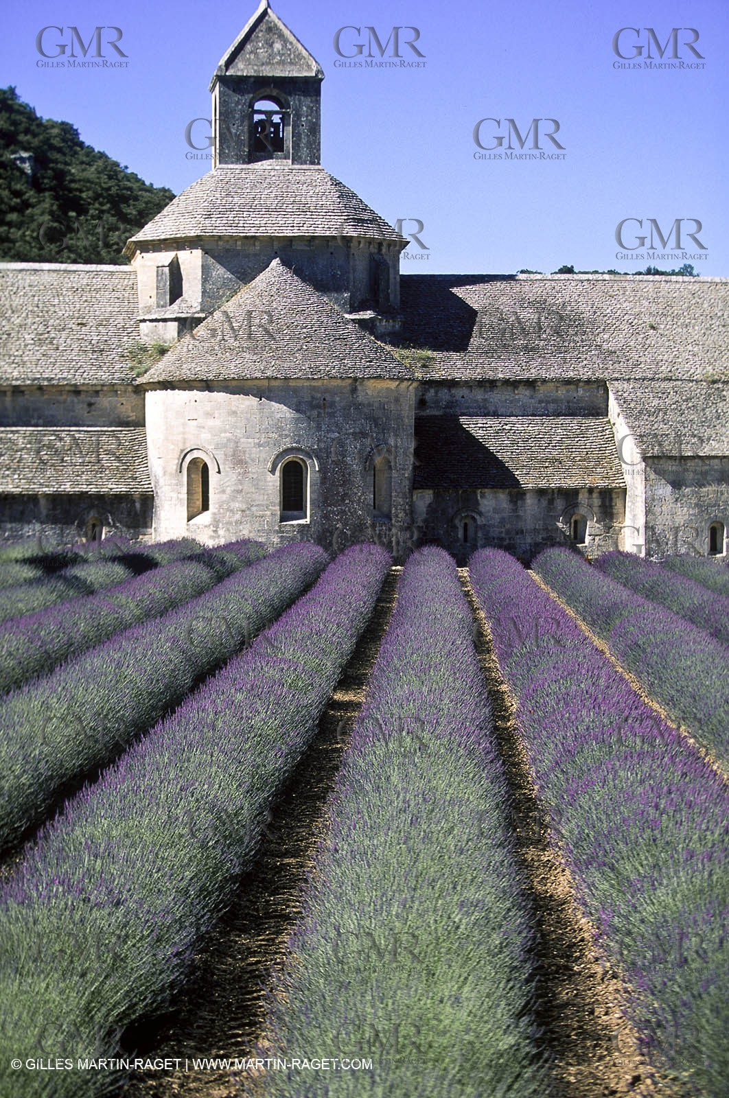 Hgher Provence - Lavender fields