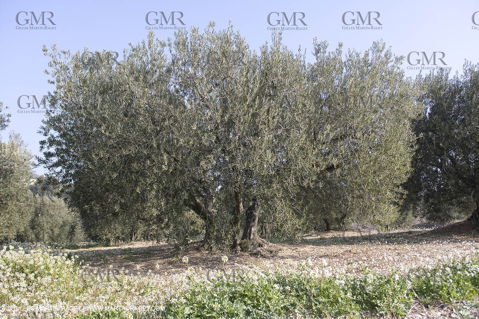 16 02 2008 - Les Baux de Provence (FRA, 13) - Alpilles hills landscapes