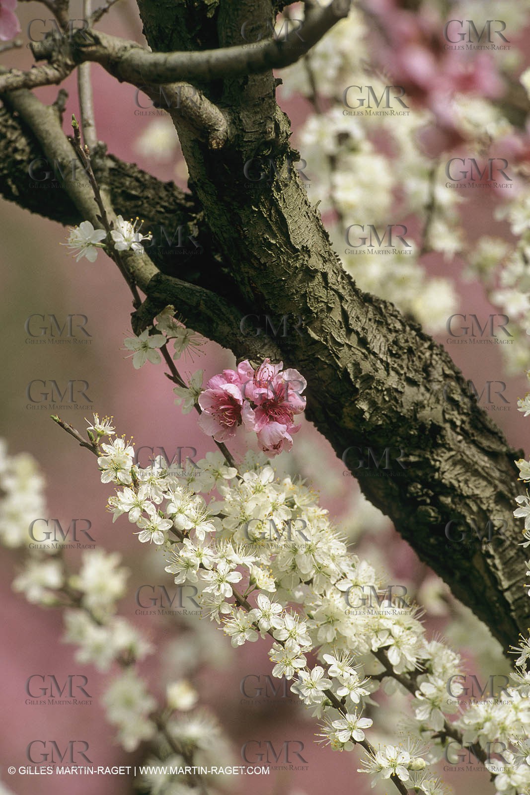France, Provence, Arbres fruitiers en fleur   Spring bloom