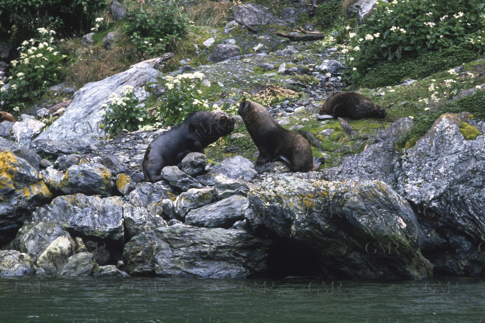 GMR_000207.jpg