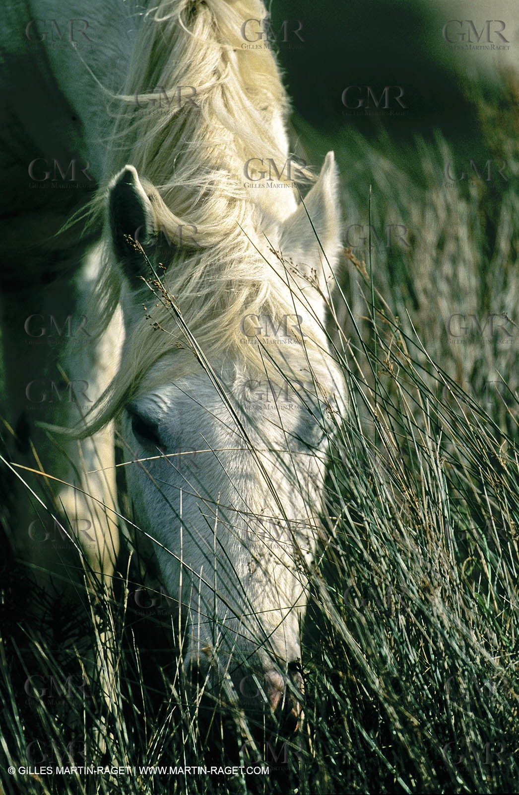 2000-2010- Arles - Les Saintes Maries de la mer (FRA,13) - Camargue horses
