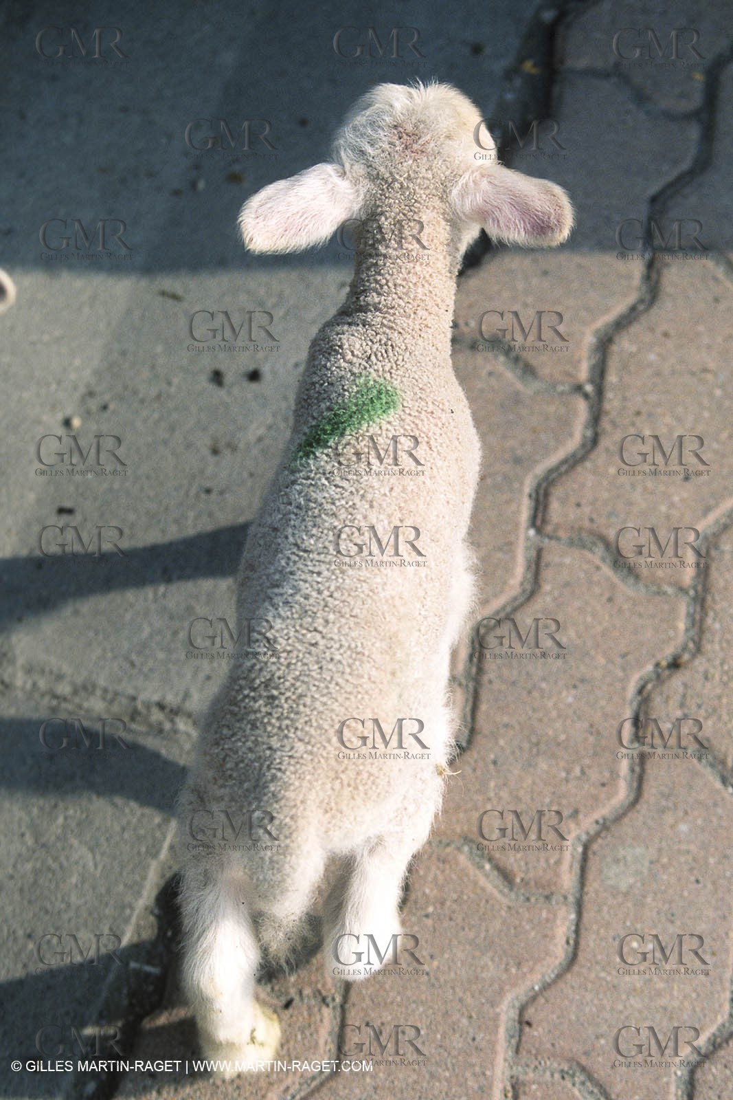 Saint Rémy de Provence (FRA,13) - Sheep stocks migration Fest