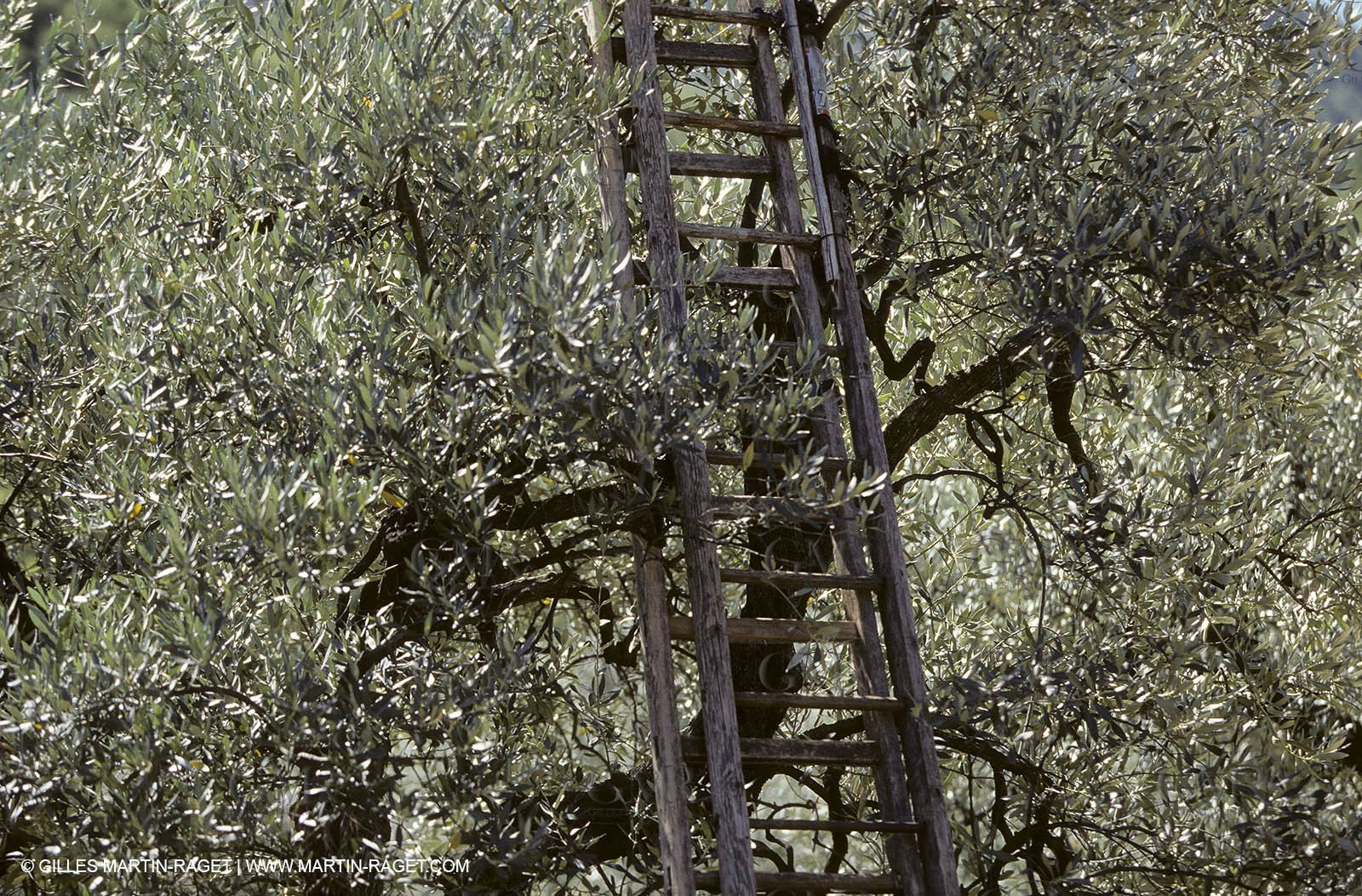 France, Provence, Oliviers, oliveraies, olive trees