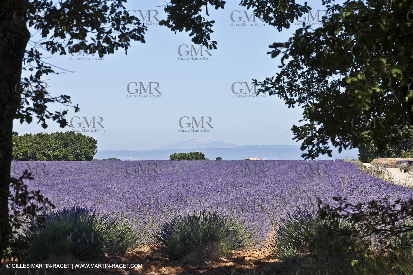 27 06 2011 - Valensole (FRA, 04) - Lavander fields