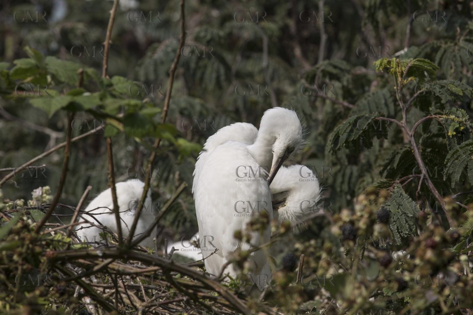 02 07 2013 - San Francisco (USA,CA) - 34th America's Cup - Setting up the LiveLine Media on Alcatraz