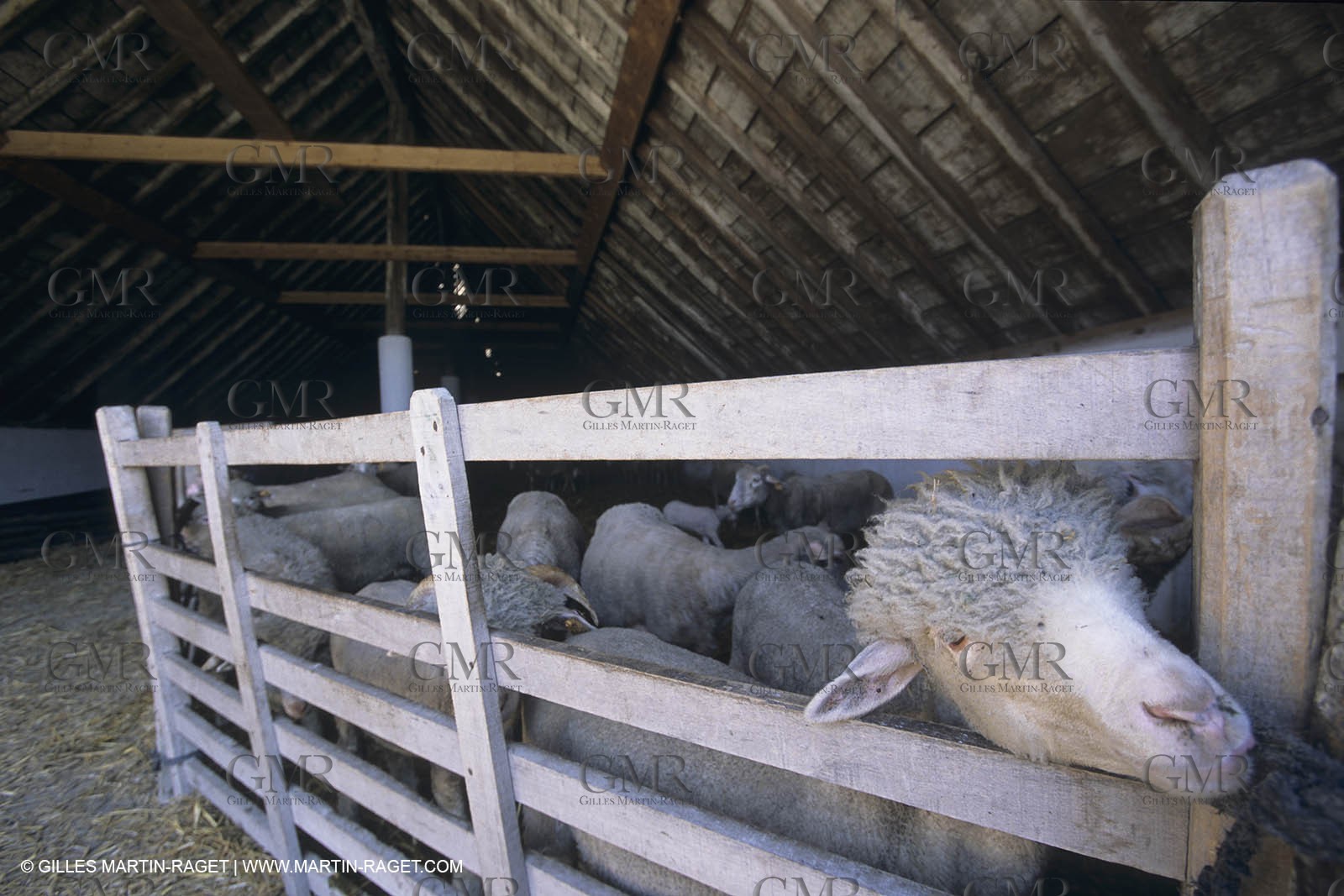 France, Provence, Camargue, Elevage de moutons, sheep breeding