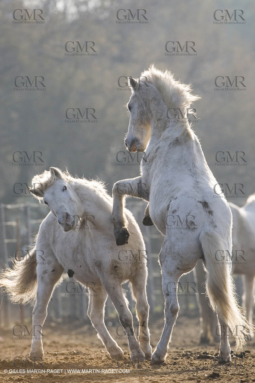 23 12 2006 - Les Saintes Maries de la mer - Chevaux Camargue