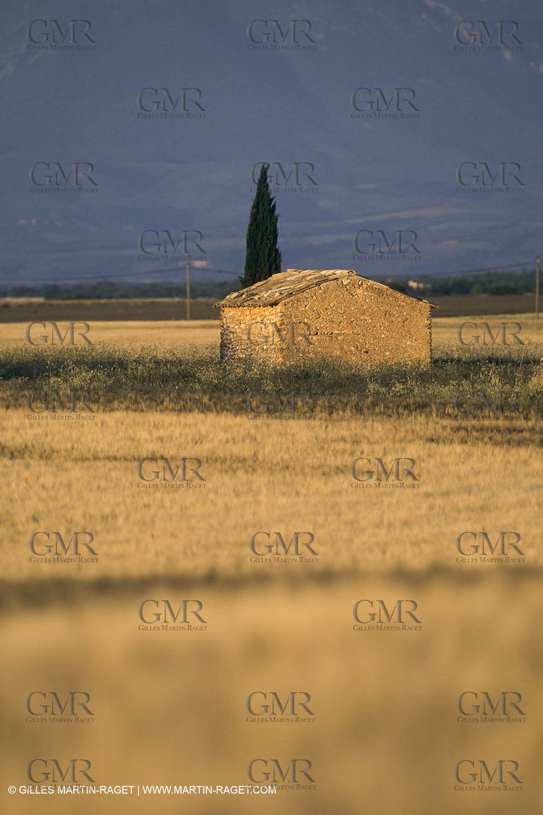 Corn and Wheat fields on Valensole Plateau in higher Provence (France)