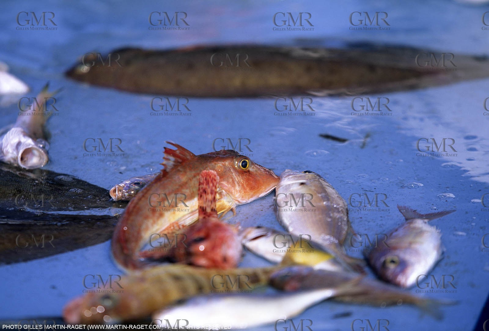 Marseille (FRA,13), Fishing
