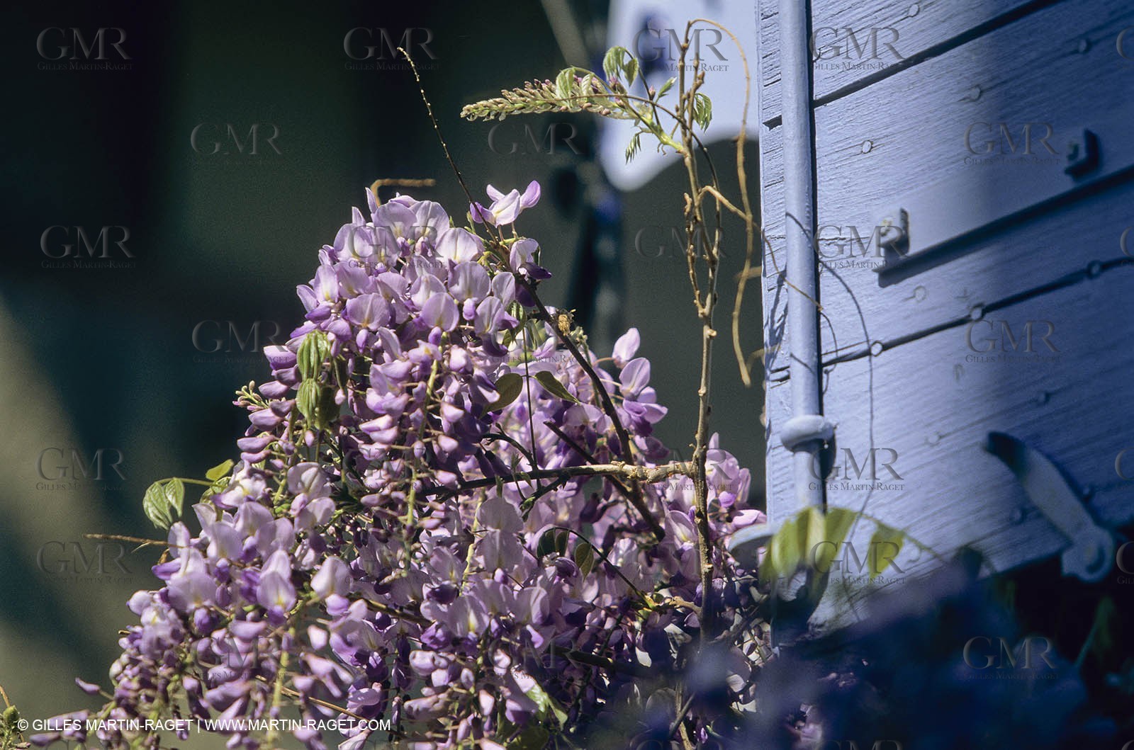 Les Alpilles, Saint Rémy de Provence, (FRA,13) - Glycine in Saint Rémy de Provence