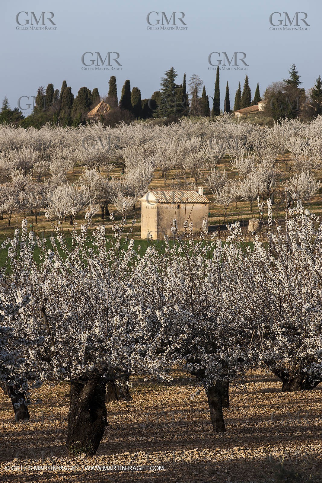 March 30th 2012 - Saint Saturnin les Apt (FRA, 84) - blooming cherry trees
