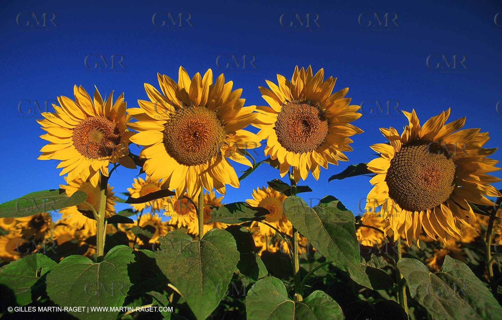Sunflowers fields